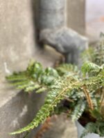 Zdjęcie Polystichum Polyblepharum (Paprotnik Wielołuskowy) w kategorii rośliny, ujęcie 2
