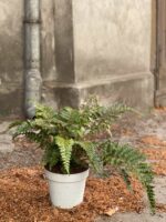 Zdjęcie Polystichum Polyblepharum (Paprotnik Wielołuskowy) w kategorii rośliny, ujęcie 3