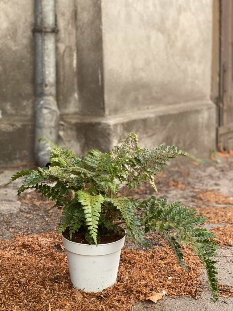 Zdjęcie Polystichum Polyblepharum (Paprotnik Wielołuskowy) w kategorii rośliny, ujęcie 3