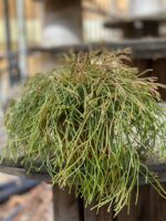 Zdjęcie Rhipsalis Clavata (Patyczak) w kategorii rośliny, ujęcie 1