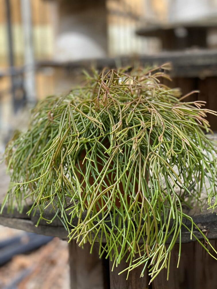 Zdjęcie Rhipsalis Clavata (Patyczak) w kategorii rośliny, ujęcie 1