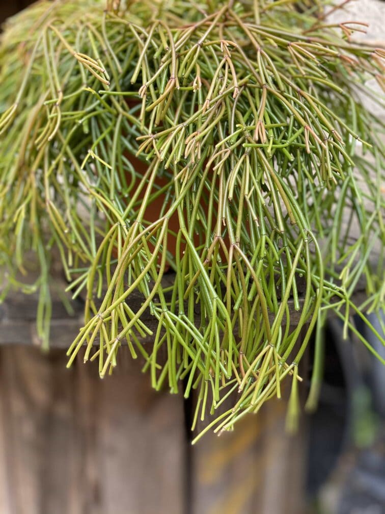 Zdjęcie Rhipsalis Clavata (Patyczak) w kategorii rośliny, ujęcie 2