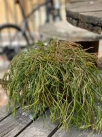 Zdjęcie Rhipsalis Clavata (Patyczak) w kategorii rośliny, ujęcie 3