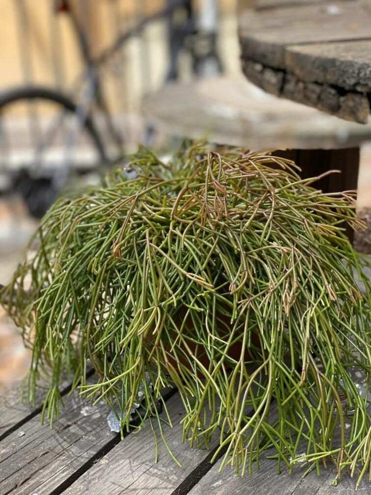 Zdjęcie Rhipsalis Clavata (Patyczak) w kategorii rośliny, ujęcie 3