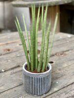 Zdjęcie Sansevieria Cylindrica w kategorii rośliny, ujęcie 1