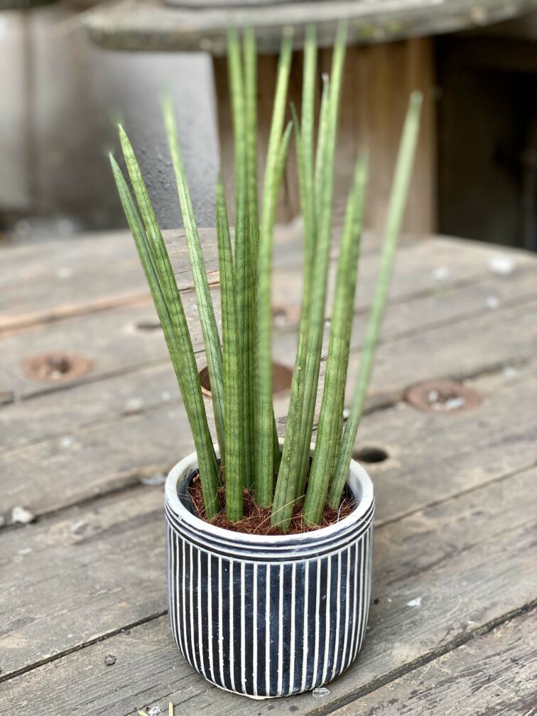 sansevieria-cylindrica_12x40-0.jpg Zdjęcie Sansevieria Cylindrica w kategorii rośliny, ujęcie 1