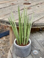 Zdjęcie Sansevieria Cylindrica w kategorii rośliny, ujęcie 2