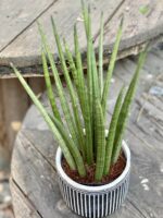 Zdjęcie Sansevieria Cylindrica w kategorii rośliny, ujęcie 3