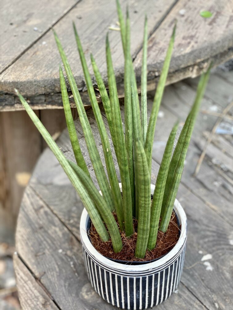 Zdjęcie Sansevieria Cylindrica w kategorii rośliny, ujęcie 3
