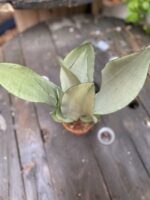 Zdjęcie Sansevieria Moonshine w kategorii rośliny, ujęcie 2