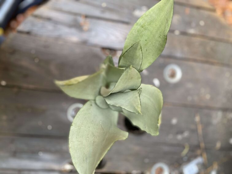 Zdjęcie Sansevieria Moonshine w kategorii rośliny, ujęcie 3