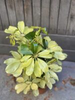 Zdjęcie Schefflera Arboricola Melanie w kategorii rośliny, ujęcie 1