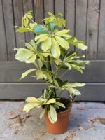 Zdjęcie Schefflera Arboricola Melanie w kategorii rośliny, ujęcie 2