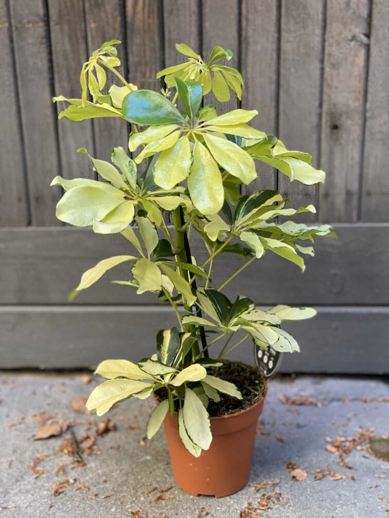Zdjęcie Schefflera Arboricola Melanie w kategorii rośliny, ujęcie 2