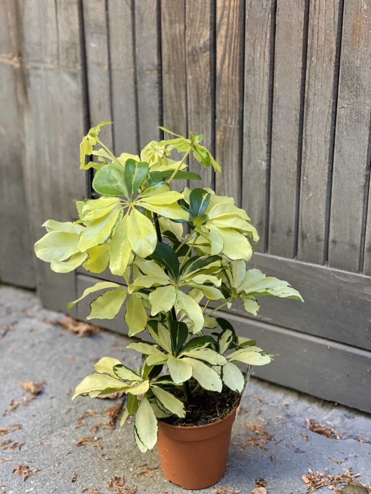 Zdjęcie Schefflera Arboricola Melanie w kategorii rośliny, ujęcie 3