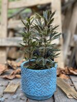 Zdjęcie Schefflera Bianca w kategorii rośliny, ujęcie 1