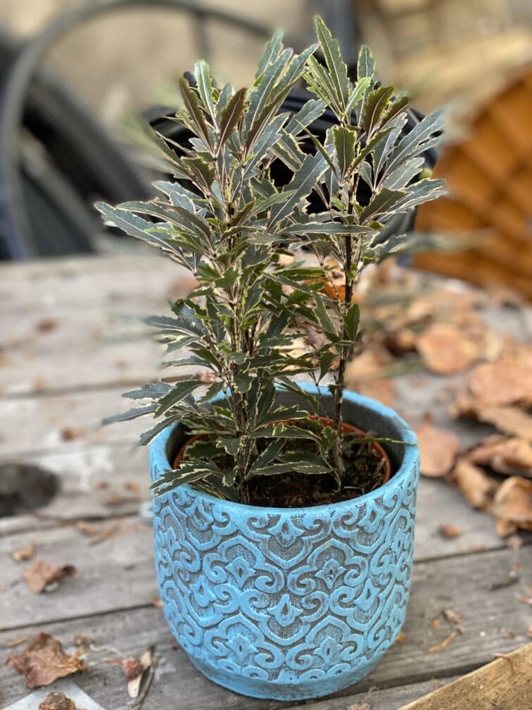 Zdjęcie Schefflera Bianca w kategorii rośliny, ujęcie 2