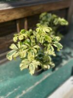 Zdjęcie Schefflera Janine w kategorii rośliny, ujęcie 1