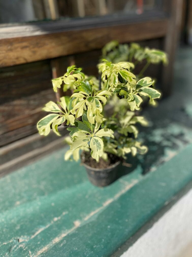 Zdjęcie Schefflera Janine w kategorii rośliny, ujęcie 2