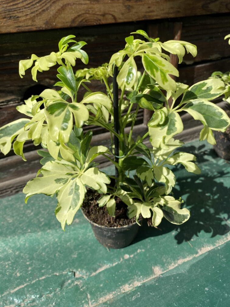 Zdjęcie Schefflera Janine w kategorii rośliny, ujęcie 3