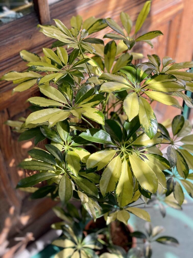 schefflera-trinette_16x80-0.jpg Zdjęcie Schefflera Trinette w kategorii rośliny, ujęcie 1