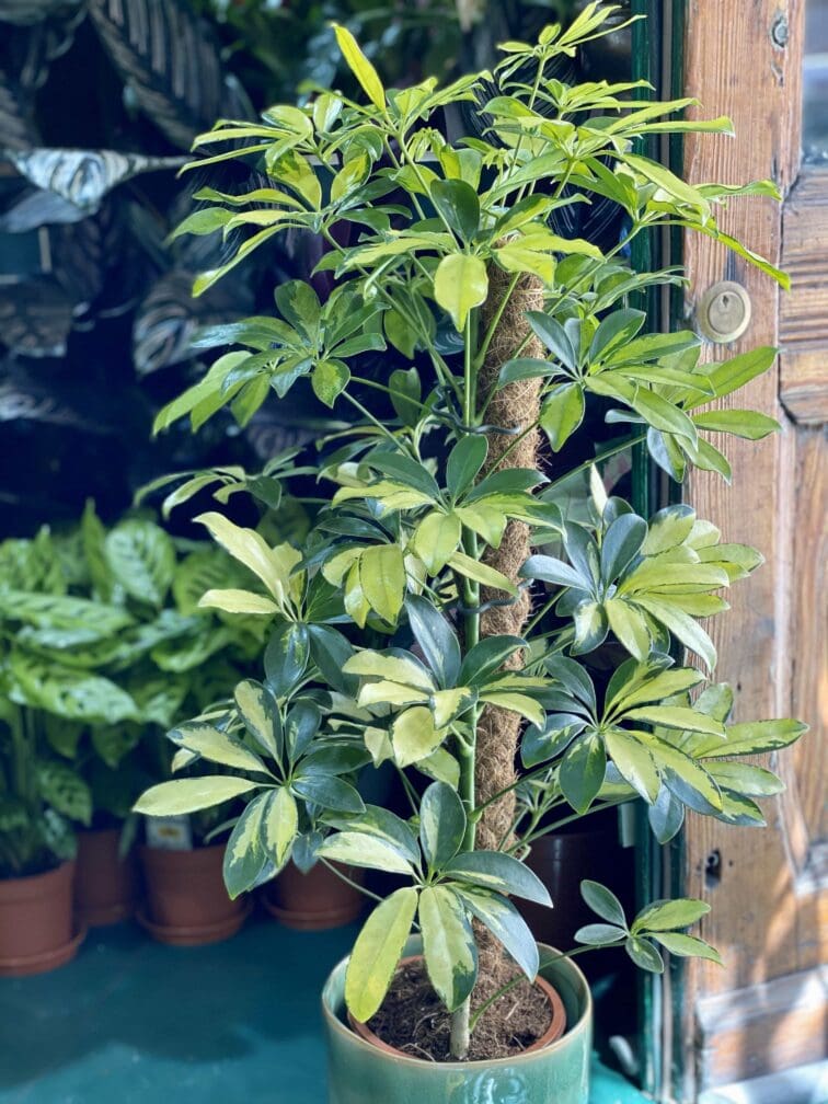 Zdjęcie Schefflera Trinette w kategorii rośliny, ujęcie 2