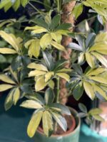 Zdjęcie Schefflera Trinette w kategorii rośliny, ujęcie 3