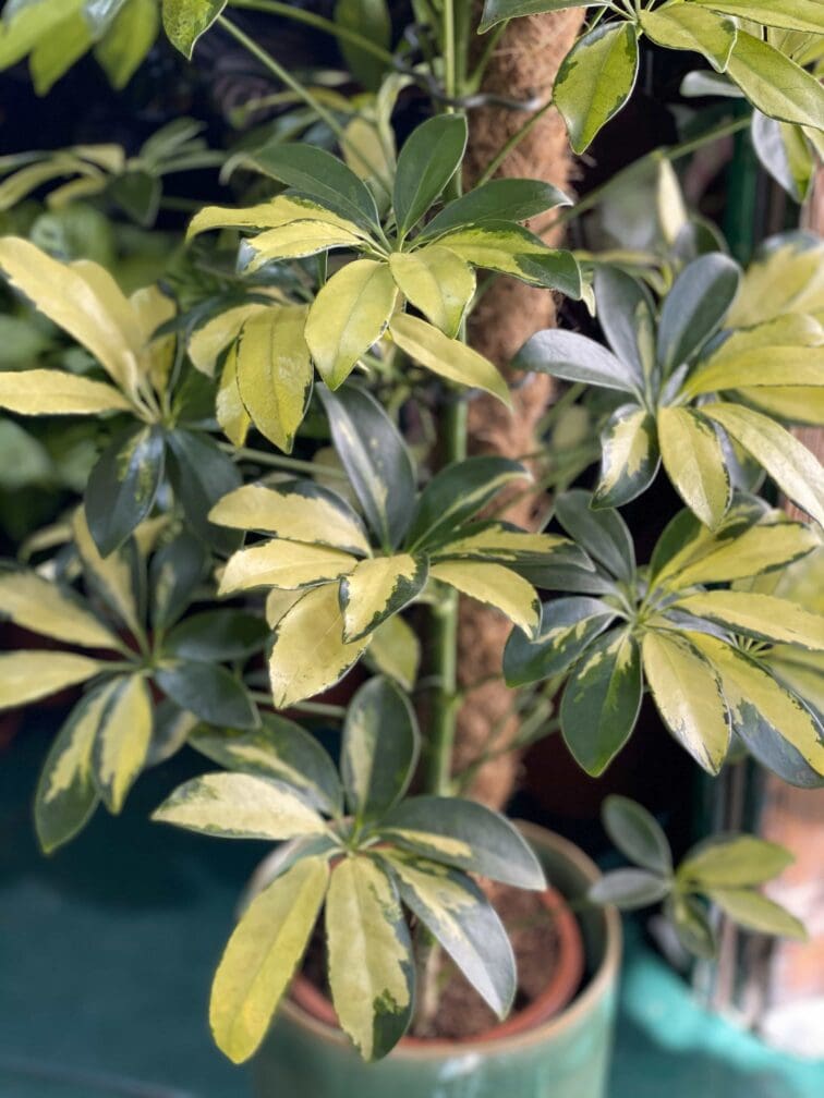 Zdjęcie Schefflera Trinette w kategorii rośliny, ujęcie 3