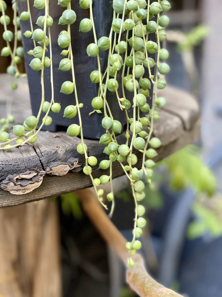 Zdjęcie Senecio rowleyanus (Starzec Rowleya) w kategorii rośliny, ujęcie 2