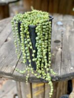 Zdjęcie Senecio rowleyanus (Starzec Rowleya) w kategorii rośliny, ujęcie 3
