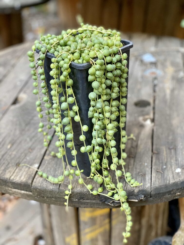 Zdjęcie Senecio rowleyanus (Starzec Rowleya) w kategorii rośliny, ujęcie 3