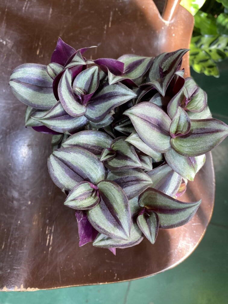 Zdjęcie rośliny Tradescantia Purple (Trzykrotka ) ujęcie 1