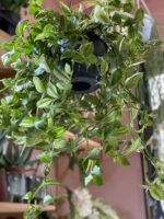 Zdjęcie Tradescantia Stripes (Trzykrotka pasiasta) w kategorii rośliny, ujęcie 1