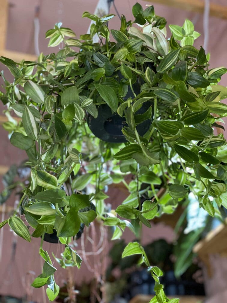 Zdjęcie Tradescantia Stripes (Trzykrotka pasiasta) w kategorii rośliny, ujęcie 3
