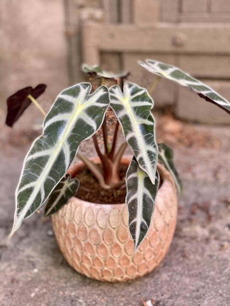 Zdjęcie Alocasia Bambino Arrow w kategorii rośliny, ujęcie 1