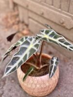 Zdjęcie Alocasia Bambino Arrow w kategorii rośliny, ujęcie 2