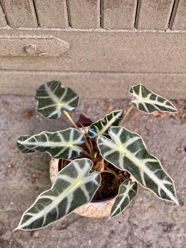 Zdjęcie Alocasia Bambino Arrow w kategorii rośliny, ujęcie 3