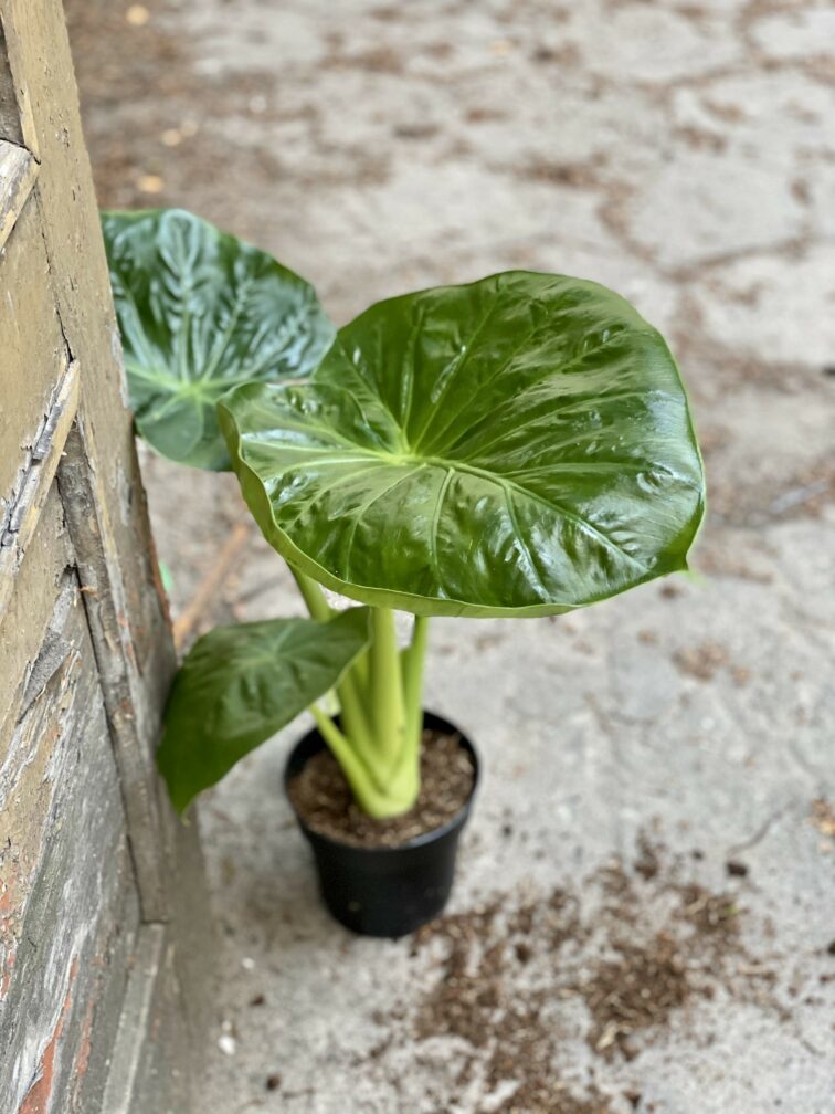 Zdjęcie Alocasia Calidora w kategorii rośliny, ujęcie 1