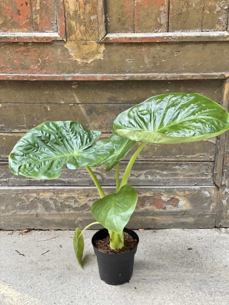 Zdjęcie Alocasia Calidora w kategorii rośliny, ujęcie 2