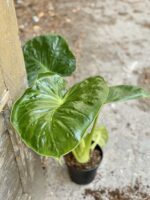 Zdjęcie Alocasia Calidora w kategorii rośliny, ujęcie 3