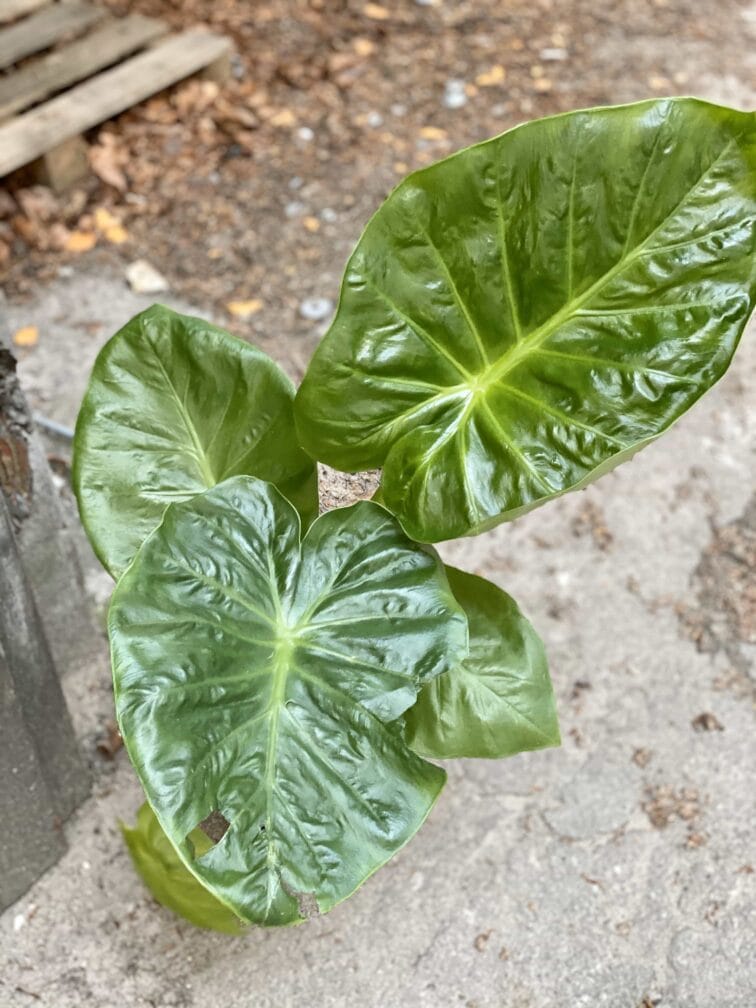Zdjęcie Alocasia Calidora w kategorii rośliny, ujęcie 4