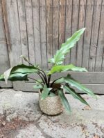 Zdjęcie Alocasia Lauterbachiana w kategorii rośliny, ujęcie 1