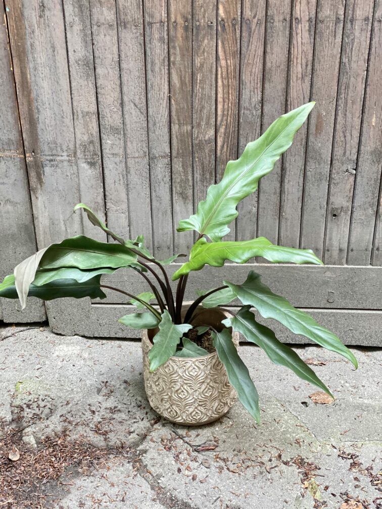 Zdjęcie Alocasia Lauterbachiana w kategorii rośliny, ujęcie 1