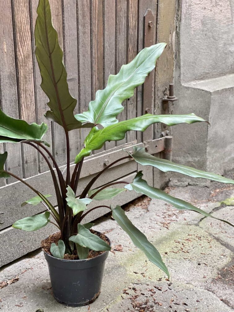 Zdjęcie Alocasia Lauterbachiana w kategorii rośliny, ujęcie 2