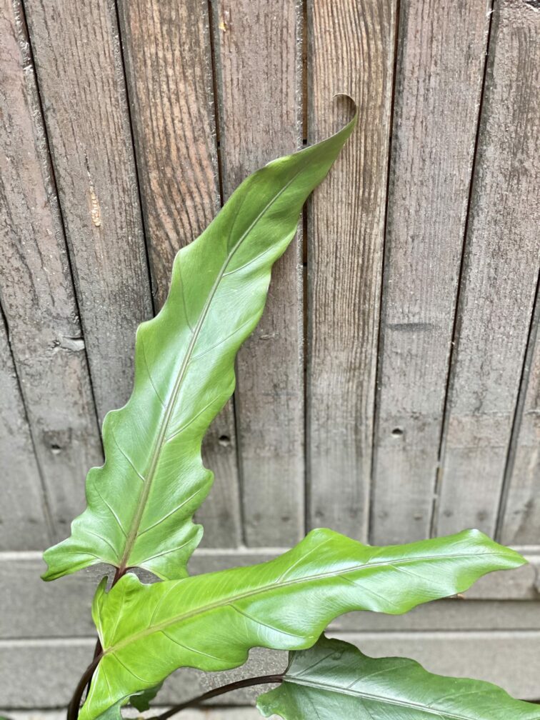 Zdjęcie Alocasia Lauterbachiana w kategorii rośliny, ujęcie 3