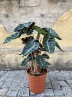 Zdjęcie Alocasia Pink Dragon w kategorii rośliny, ujęcie 1