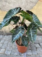 Zdjęcie Alocasia Pink Dragon w kategorii rośliny, ujęcie 2