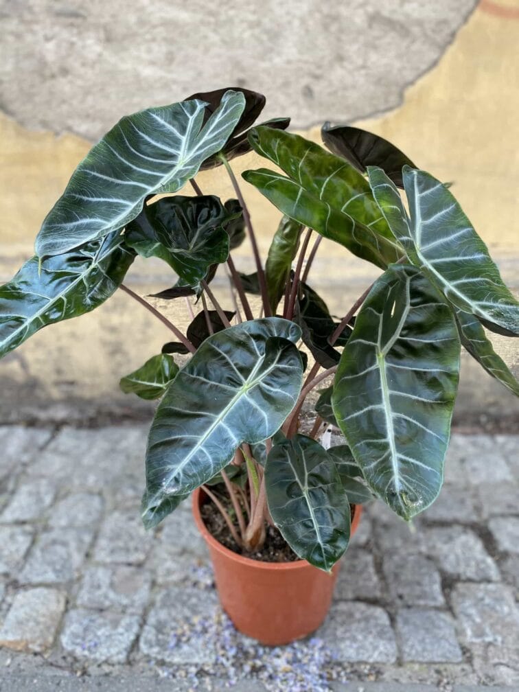 Zdjęcie Alocasia Pink Dragon w kategorii rośliny, ujęcie 2