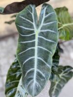 Zdjęcie Alocasia Pink Dragon w kategorii rośliny, ujęcie 3