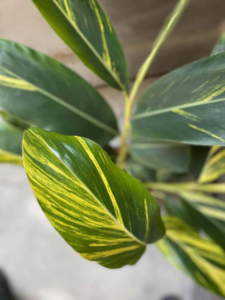 Zdjęcie Alpinia zerumbet variegata w kategorii rośliny, ujęcie 1
